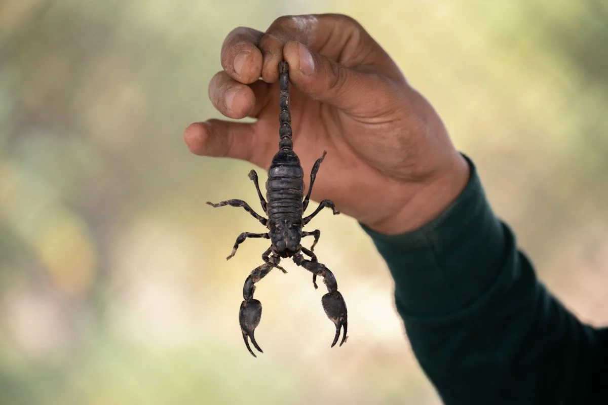 Hand holding a scorpion during pest control inspection in Tucson, Arizona