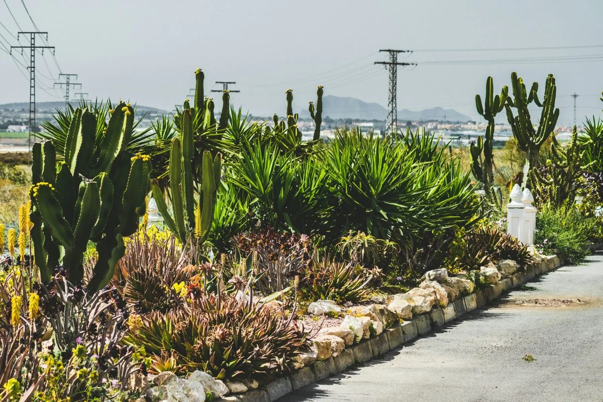 Xeriscaped landscape with desert plants in a residential outdoor space in Tucson, Arizona