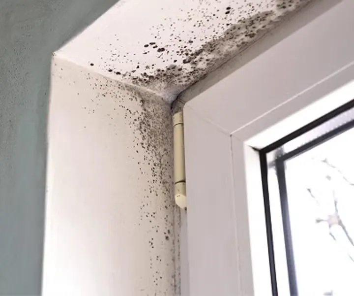 Mold remediation by SERVPRO of Tucson in Tucson