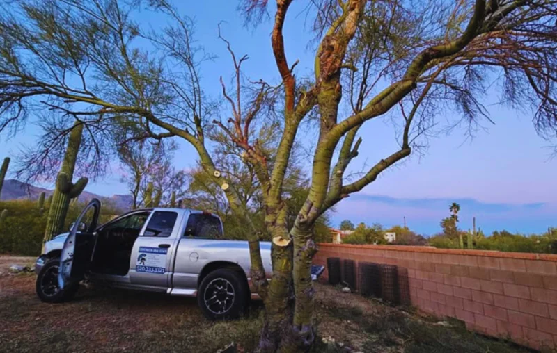Tree trimming by Centurion Landscaping in Tucson