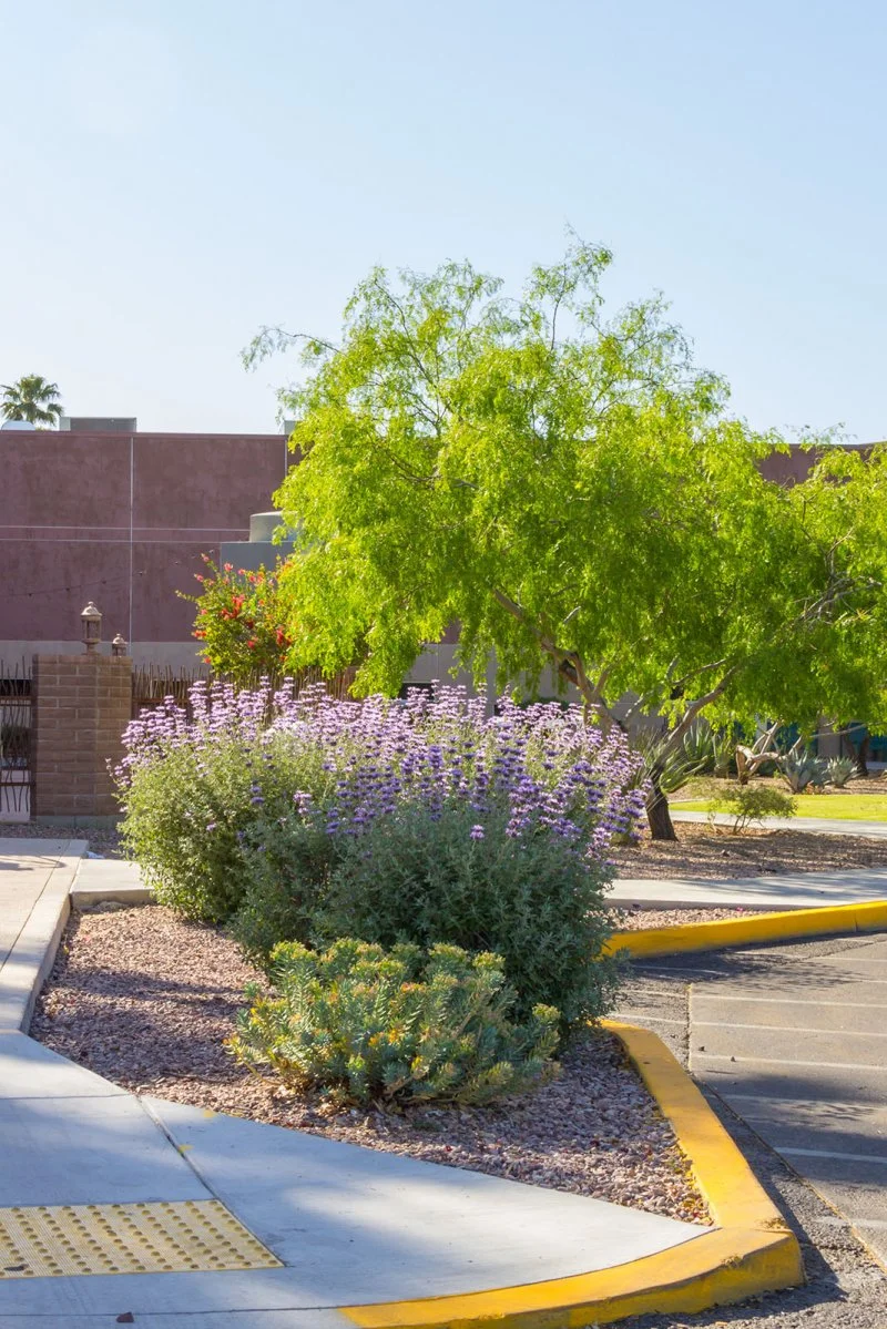 Landscape construction by Landtamers Landscaping in Tucson