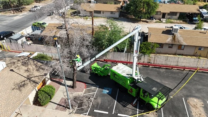 Tree removal by Arcadia Landscape in Tucson